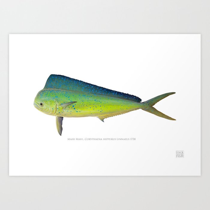 700x700 mahi mahi, coryphaena hippurus linnaeus art print - Mahi Mahi Drawing