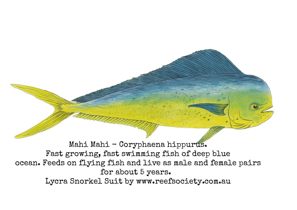 1000x707 mahi mahi - Mahi Mahi Drawing