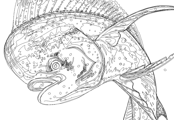 600x416 mahi mahi on behance - Mahi Mahi Drawing