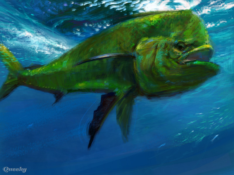 800x600 mahi mahi an animals speedpaint drawing - Mahi Mahi Drawing