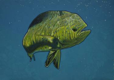 375x265 mahi mahi drawing - Mahi Mahi Drawing