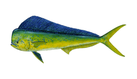 275x160 skull fishing - Mahi Mahi Drawing