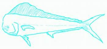 350x163 mahi mahi stencil - Mahi Mahi Drawing