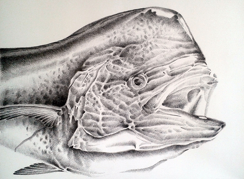 800x585 jasper de gelder mahi mahi - Mahi Mahi Drawing
