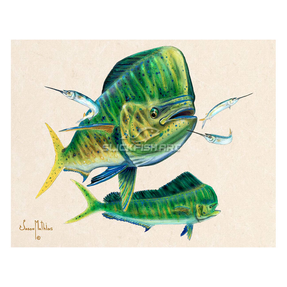 1000x1000 mahi mahi print - Mahi Mahi Drawing