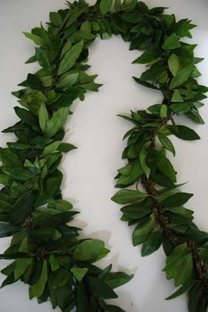 300x450 There's Nothing Like The Scent Of The Maile Vine Hawaiian Lei - Maile Lei Drawing