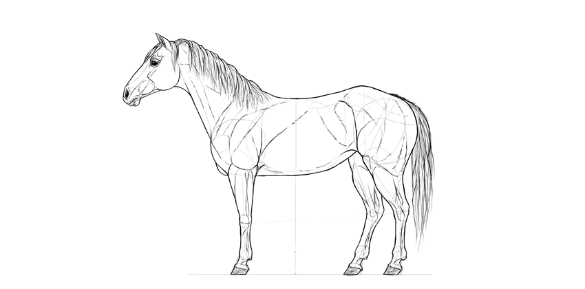 850x420 How To Draw A Horse Step - Main Drawing