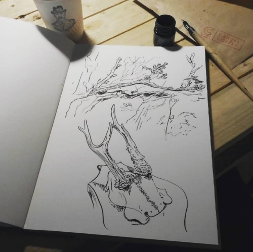 500x499 major project roe deer stag drawings - Major Drawing