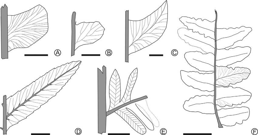 850x446 sketch drawing of pinnaepinnules and venations of some major - Major Drawing