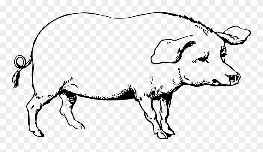 880x510 you can use these free pig cliparts for your documents - Major Drawing
