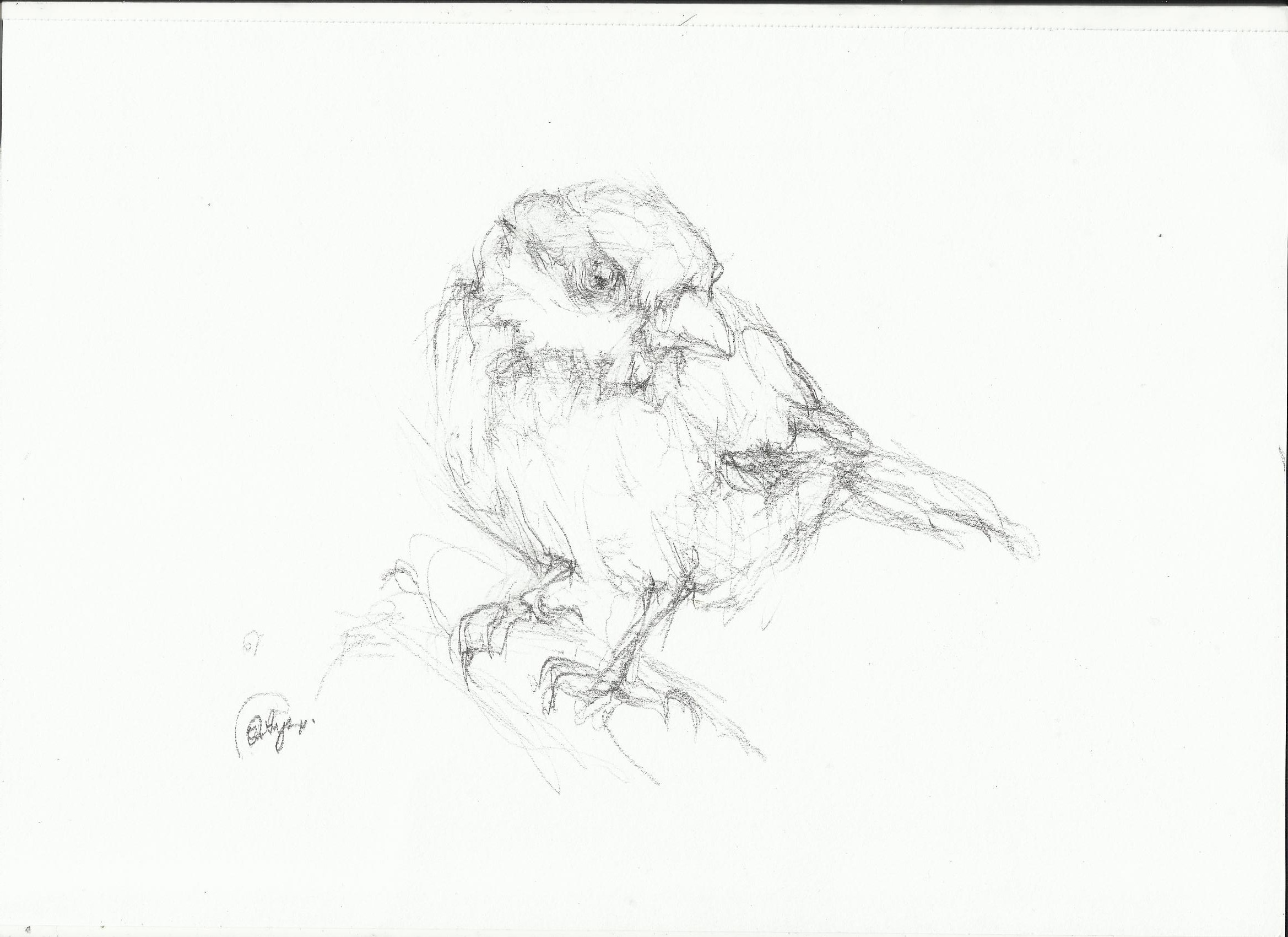 2338x1700 parus major drawing nightwithdeer - Major Drawing