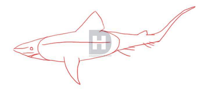 695x309 how to draw a shark, step - Mako Shark Drawing