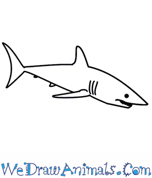 300x350 how to draw a shark - Mako Shark Drawing