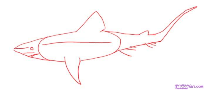 695x309 how to draw a shark, step - Mako Shark Drawing