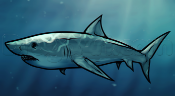 350x193 how to draw a shark, step - Mako Shark Drawing