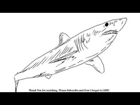480x360 how to draw a shark yzarts yzarts - Mako Shark Drawing
