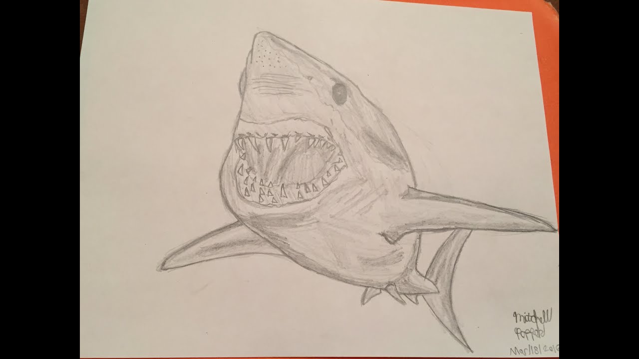 Mako Shark Drawing At Explore Collection Of Mako