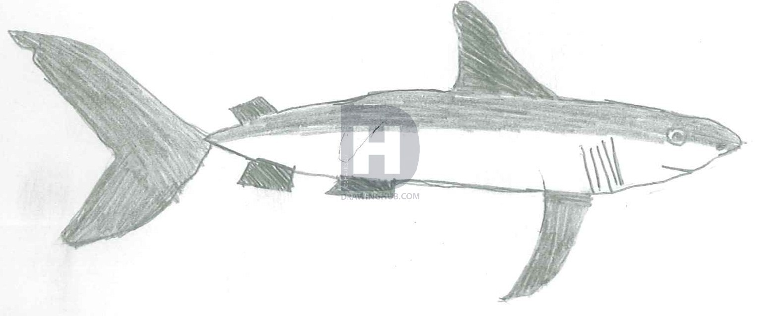 1541x638 mako shark drawing - Mako Shark Drawing