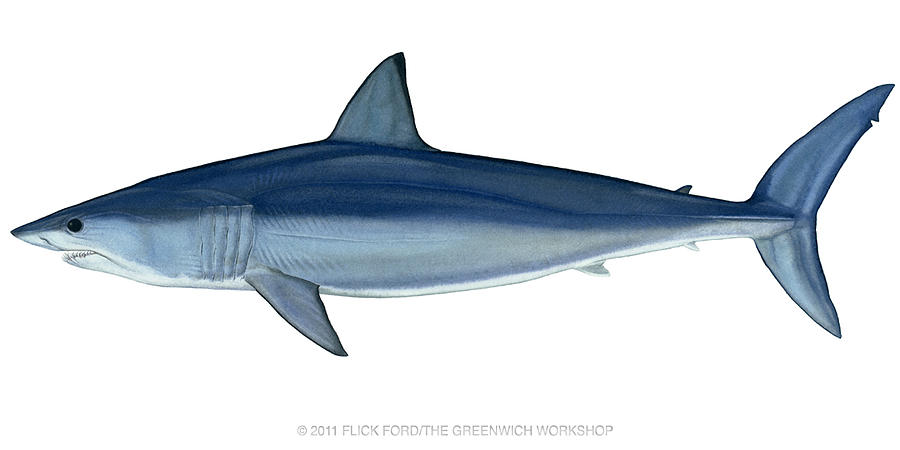 900x450 mako shark drawings - Mako Shark Drawing