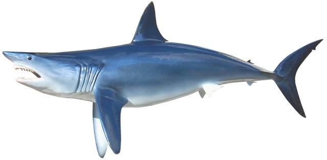 640x313 mako shark mounts - Mako Shark Drawing