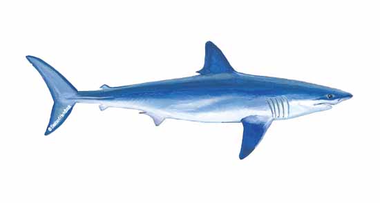 550x294 shark, mako - Mako Shark Drawing