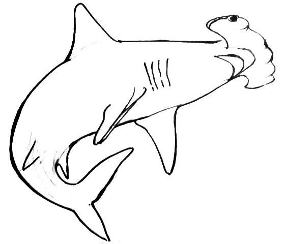 558x480 shark drawings - Mako Shark Drawing