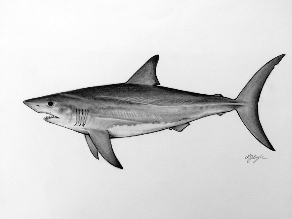 Mako Shark Drawing at Explore collection of Mako