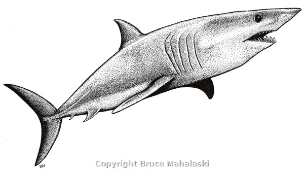 Mako Shark Drawing at PaintingValley.com | Explore collection of Mako ...