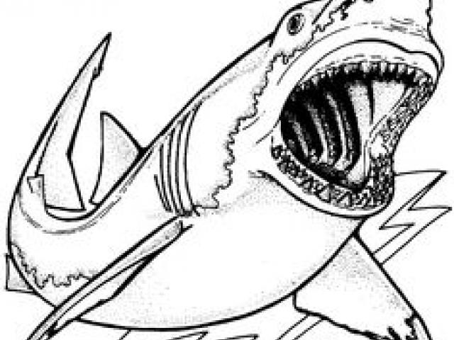 Mako Shark Drawing at PaintingValley.com | Explore collection of Mako