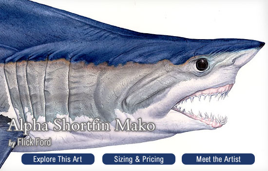 550x350 greenwich workshop - Mako Shark Drawing