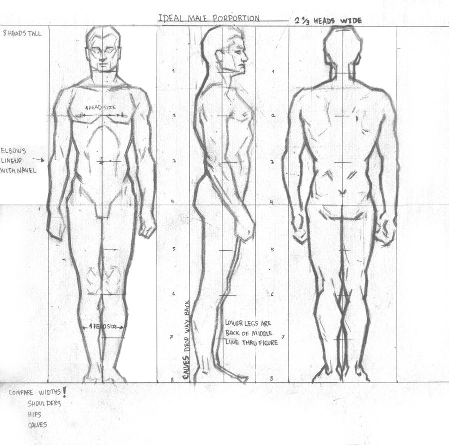 898x889 famous male anatomy drawing image - Male Anatomy Drawing