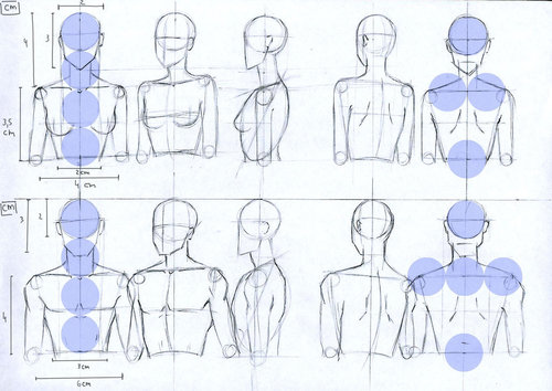 500x354 female and male anatomy proportions head and torso - Male Anatomy Drawing