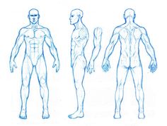 236x179 Best Drawing - Male Anatomy Drawing