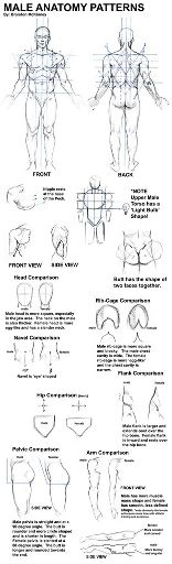 156x512 male anatomy drawing tutorial wiki art amino - Male Anatomy Drawing