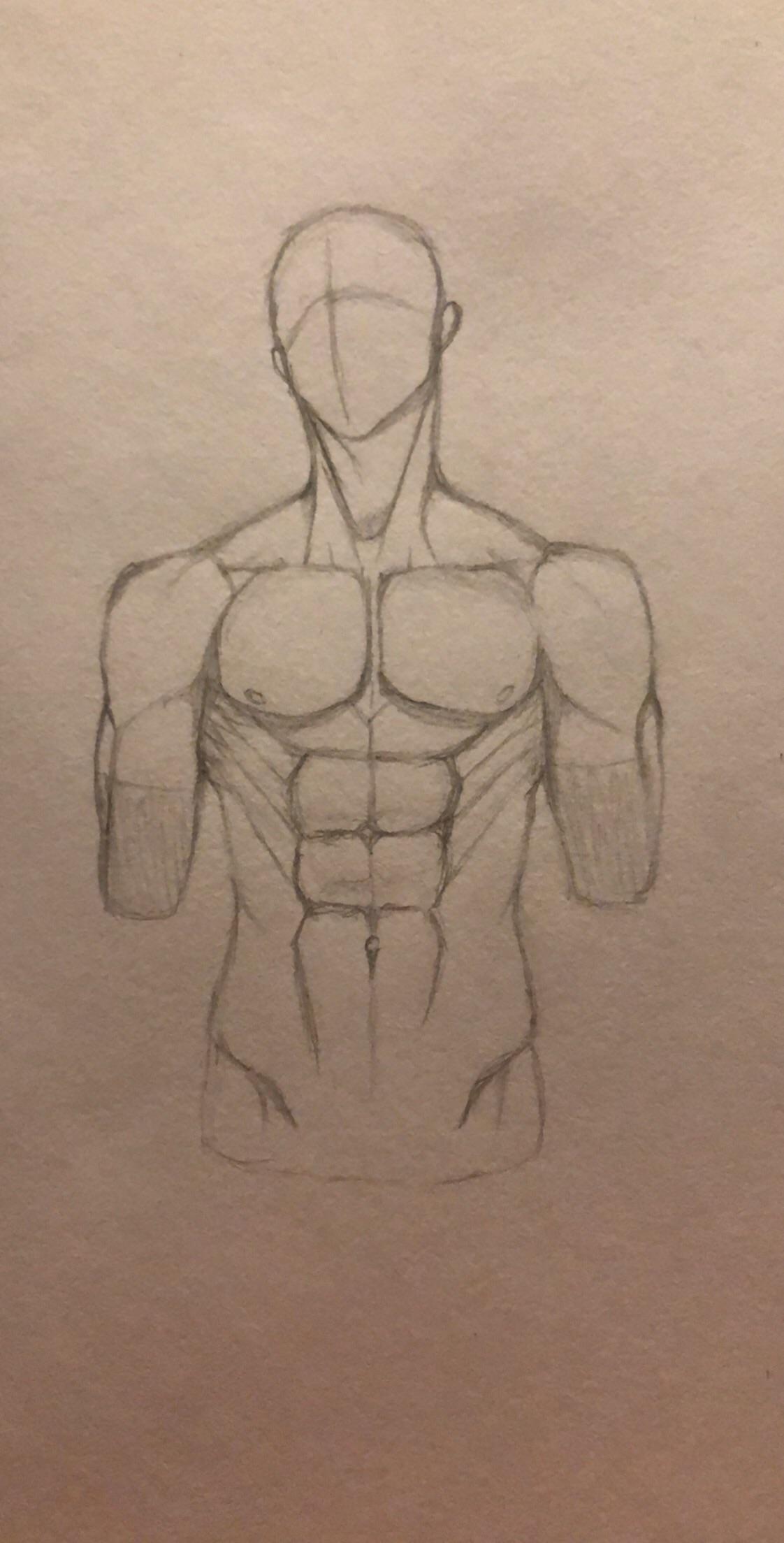Male Anatomy Drawing at Explore collection of Male