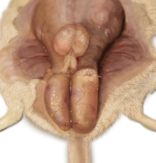 500x523 anatomy drawing screen capture male rodent anatomy medipics - Male Anatomy Drawing