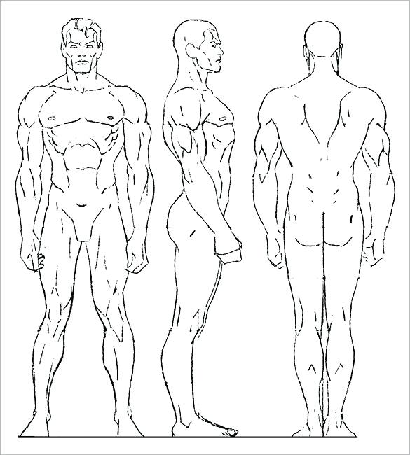 585x650 Human Body Outline Templates Doc Free Premium Male Drawing - Male Body Drawing Template