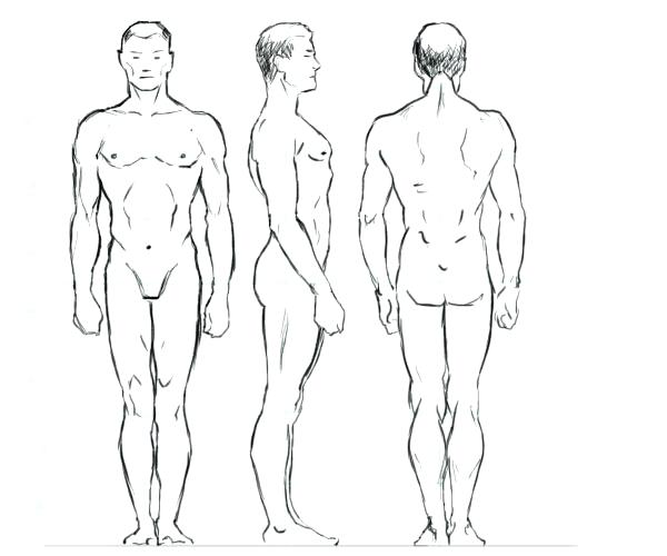 600x500 Top Collection Of Human Male Body Drawing Template Person - Male Body Drawing Template