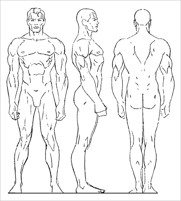585x650 Male Body Outline Archives - Male Body Outline Drawing