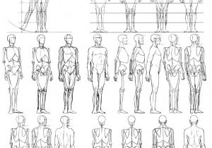 300x210 how to draw male body proportions - Male Body Proportions Drawing