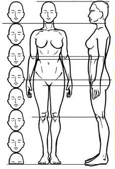 236x345 huge collection of 'male body proportions drawing' download more - Male Body Proportions Drawing