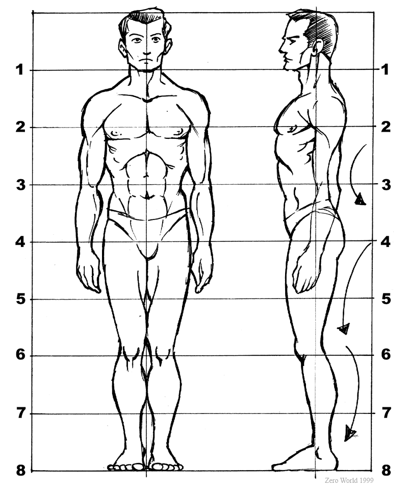 800x960 human figure drawing proportions - Male Body Proportions Drawing