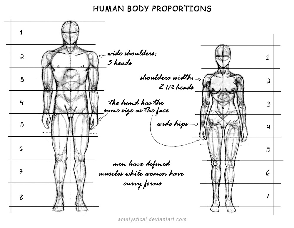 1000x777 photoshop for noobs human body proportions - Male Body Proportions Drawing