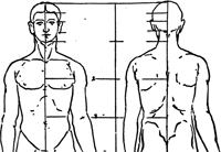 200x138 proportions of the human figure how to draw people in correct - Male Body Proportions Drawing