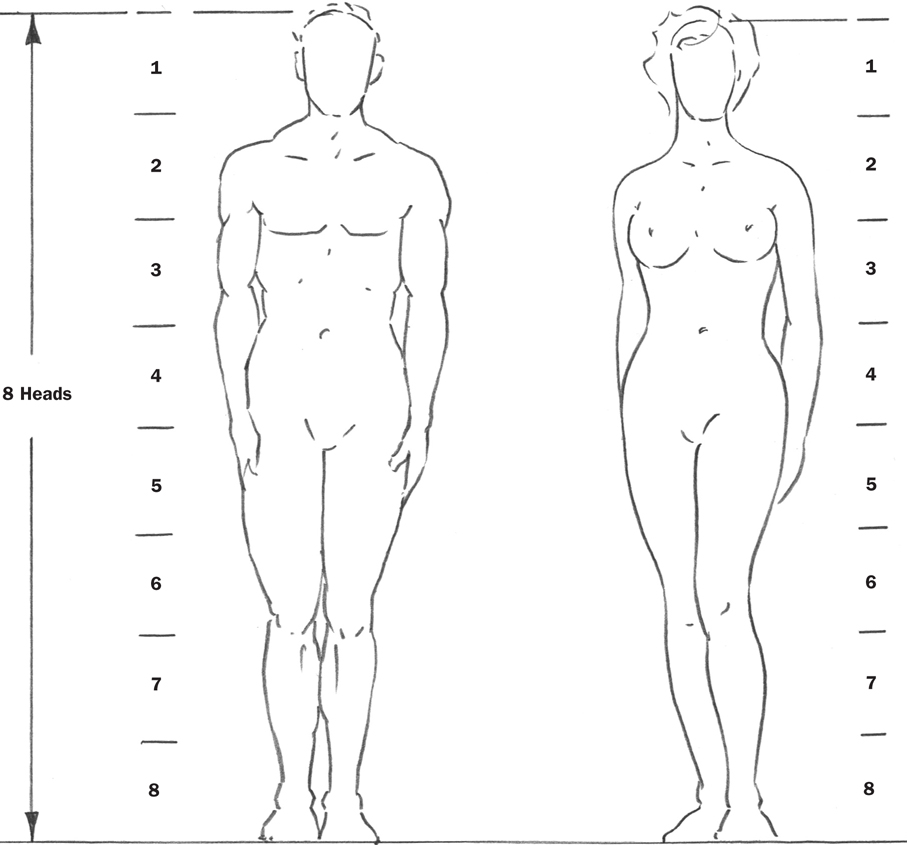 907x845 adult body proportions - Male Body Proportions Drawing