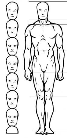 220x450 body proportions drawing from chin to groin is - Male Body Proportions Drawing