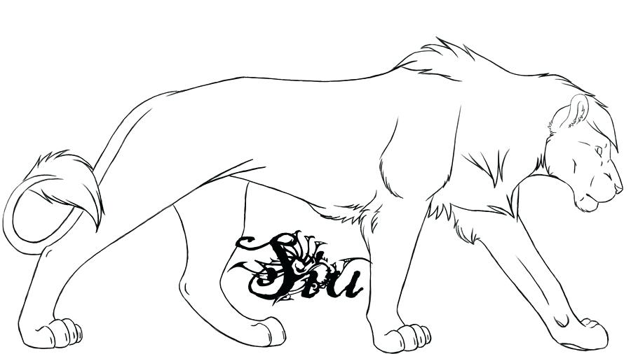 900x506 Male Lion Outline - Male Drawing Outline