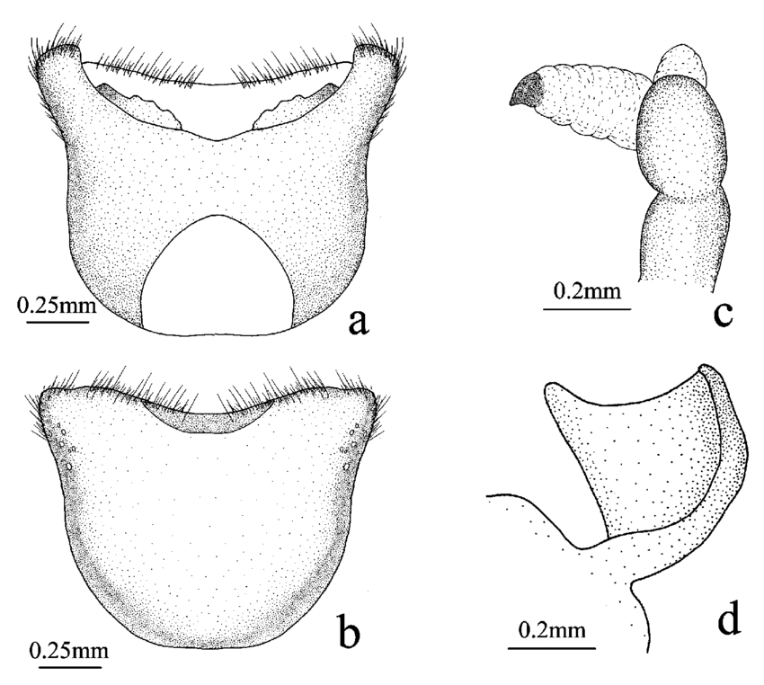 850x762 Outline Drawing Of Long Humeri - Male Drawing Outline