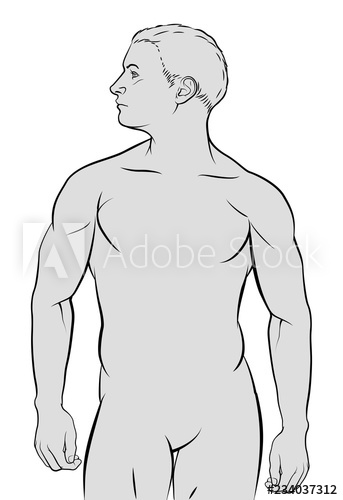 343x500 A Human Male Figure In Outline Illustration Graphic - Male Figure Outline Drawing