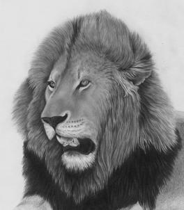 264x302 How To Sketch A Lion Head, Male Lion, Step - Male Lion Drawing